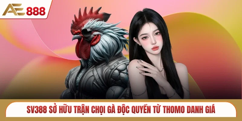 SV388 sở hữu trận chọi gà độc quyền từ Thomo danh giá